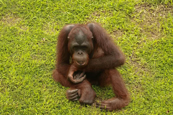 Orangutan çimlerin üzerinde dinleniyor. Orangutanlar hayvanat bahçesindeki kendi ahırlarında yeşil çimlerde oturuyorlar.