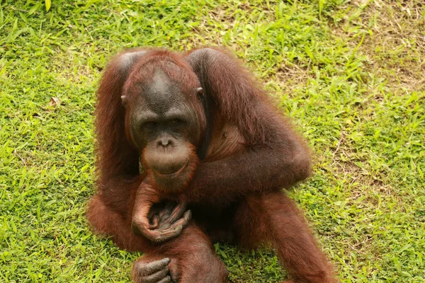 Orangutan odpocznij na trawniku. Orangutans siedzą na zielonym trawniku we własnej stajni w zoo. — Zdjęcie stockowe