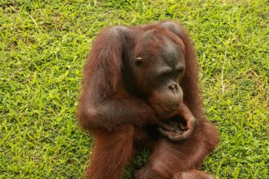 orangutan rahat oturuyor. Kaynaklanmış bir orangutanın komik ifadesi.