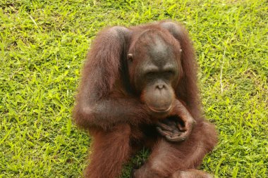 orangutan rahat oturuyor. Kaynaklanmış bir orangutanın komik ifadesi.