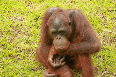 Bir orangutan hayvanat bahçesinde, Bali 'de, Endonezya' da sıkılır. Sumatra Orangutan yakın çekim