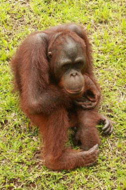 Bir orangutan hayvanat bahçesinde, Bali 'de, Endonezya' da sıkılır. Sumatra Orangutan yakın çekim