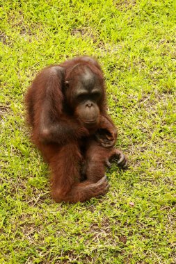 Bir orangutan hayvanat bahçesinde, Bali 'de, Endonezya' da sıkılır. Sumatra Orangutan yakın çekim