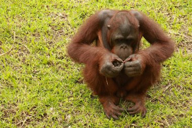 Çimenlerde oynayan tatlı bebek orangutan. Orangutan kağıtla oynuyor. Pongo renkli şeker ambalajını inceliyor.