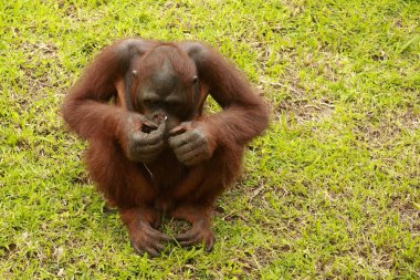 Çimenlerde oynayan tatlı bebek orangutan. Orangutan kağıtla oynuyor. Pongo renkli şeker ambalajını inceliyor.