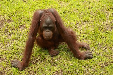 Bir orangutan hayvanat bahçesinde, Bali 'de, Endonezya' da sıkılır. Sumatra Orangutan yakın çekim