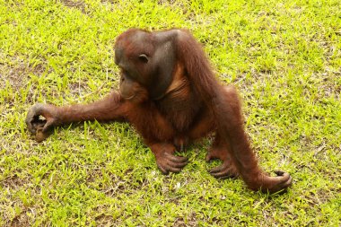 Genç orangutan çimlerde oturuyor ve hayvanat bahçesinde bir odun parçasıyla oynuyor. Pongo. Yakın çekim