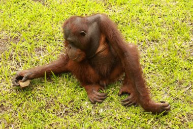 Genç orangutan çimlerde oturuyor ve hayvanat bahçesinde bir odun parçasıyla oynuyor. Pongo. Yakın çekim