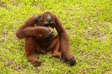 Genç orangutan çimlerde oturuyor ve hayvanat bahçesinde bir odun parçasıyla oynuyor. Pongo. Yakın çekim