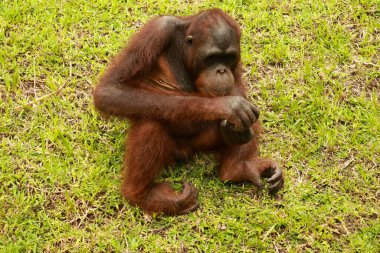 Genç orangutan çimlerde oturuyor ve hayvanat bahçesinde bir odun parçasıyla oynuyor. Pongo. Yakın çekim