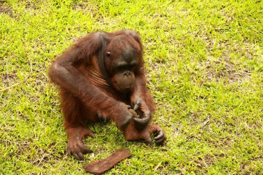 Orangutan çocukları parkta yalnız oynarlar. Bir orangutan çimenlerde oturuyor ve bir tahta parçasıyla oynuyor.