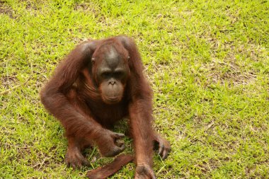 Orangutan çocukları parkta yalnız oynarlar. Bir orangutan çimenlerde oturuyor ve bir tahta parçasıyla oynuyor.