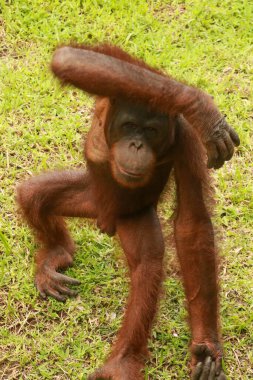 Orangutan Kalimantan, Kalimantan orangutanı ve vahşi doğadaki orangutanların detaylarını kapat. Borneo, Endonezya 'dan Şirin Orangutan