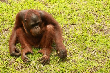 Orangutan Kalimantan, Kalimantan orangutanı ve vahşi doğadaki orangutanların detaylarını kapat. Borneo, Endonezya 'dan Şirin Orangutan