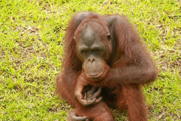 Orangutan nudzi się w ZOO, Bali, Indonezji. Sumatran Orangutan zbliżenie — Zdjęcie stockowe