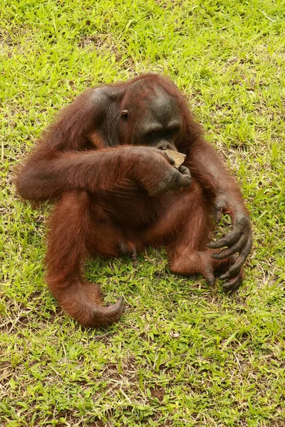 Jovem orangotango sentado no gramado e brincando com um pedaço de madeira no zoológico. Pongo. close-up — Fotografia de Stock
