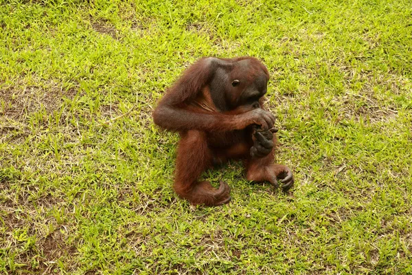 若いオランウータンは芝生の上に座って、動物園で木の破片で遊んでいます。ポンゴ。閉鎖だ — ストック写真