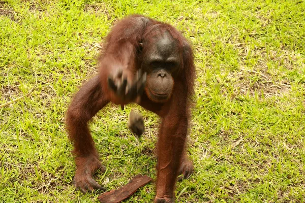 Orang-outan assis sur l'herbe et tenant l'écorce d'un arbre. Un jeune orang-outan jouant avec un morceau de bois — Photo