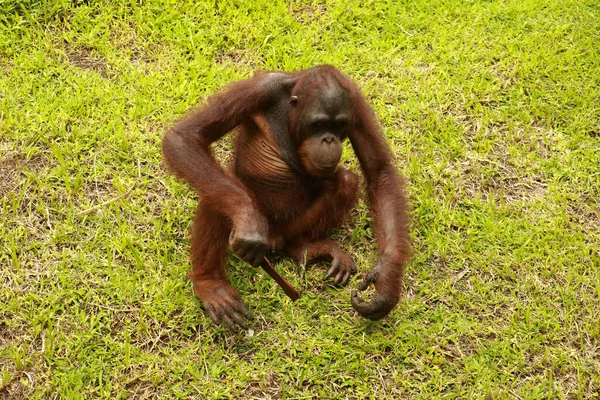 Orangutan children play alone in the park. An orangutan sitting on the lawn and playing with a piece of wood — Stock Photo, Image