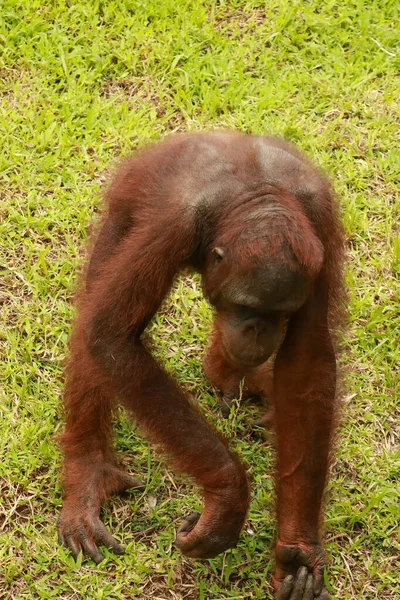 Орангутан Калимантан подробно описывает Калимантанский орангутанг, орангутангов в дикой природе. Симпатичный Мбаппе с Борнео, Индонезия — стоковое фото