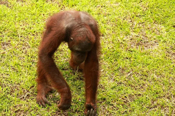 Orangutan Kalimantan, Kalimantan orangutanı ve vahşi doğadaki orangutanların detaylarını kapat. Borneo, Endonezya 'dan Şirin Orangutan — Stok fotoğraf