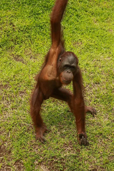 Orangutan sitting on the grass and holding the bark of a tree. A young orangutan playing with a piece of wood — Stock Photo, Image