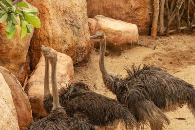 İki devekuşu, Struth io Camelus hayvanat bahçesinde, Bali 'de, Endonezya' da yaprak yiyor..