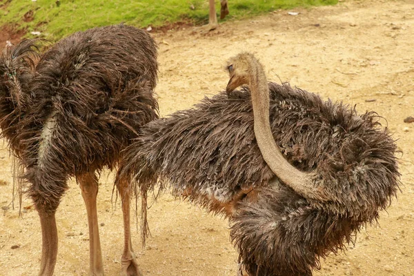 Primer plano de un emu Dromaius novaehollandiae, un pájaro australiano nativo sin vuelo —  Fotos de Stock