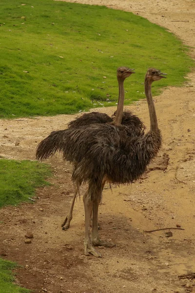 Samice Pštrosa Obecného Struthio Camelus Hledající Potravu Hlídkující Oblast — Stock fotografie