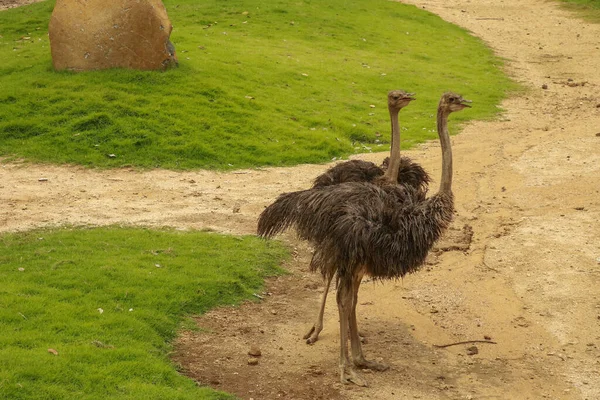 Avestruz Común Hembra Struthio Camelus Busca Comida Patrullando Zona —  Fotos de Stock