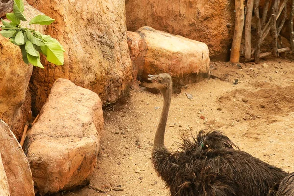 Emu Caminando Comiendo Granja Pájaro Grande Del Emú Avestruz Zoológico — Foto de Stock