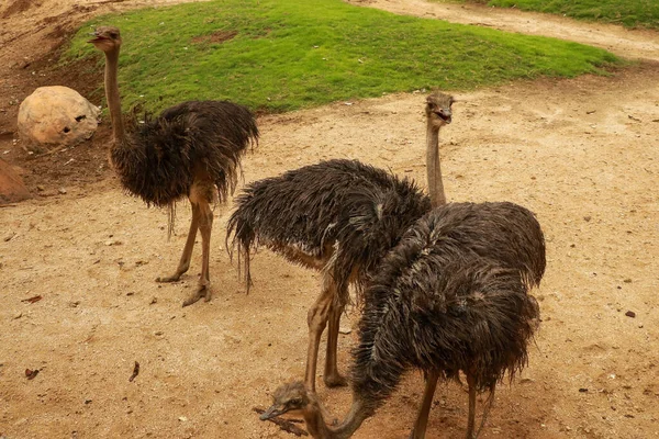 Emu Dromaius Novaehollandiae Adulto Uma Fazenda Ilha Canguru Austrália Sul — Fotografia de Stock