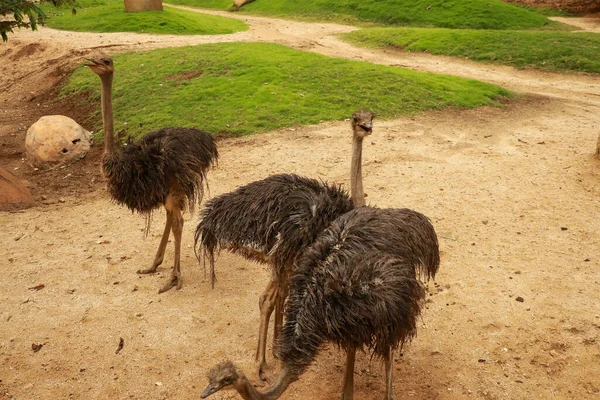 Emu Australia Outback Flinders Ranges National Park Australia Del Sur —  Fotos de Stock