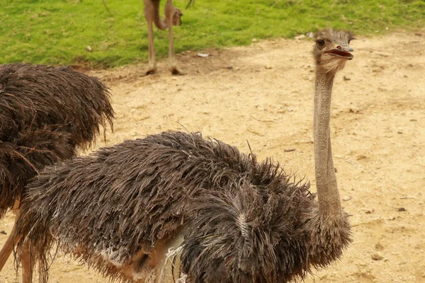 Avestruz Común Hembra Struthio Camelus Busca Comida Patrullando Zona —  Fotos de Stock