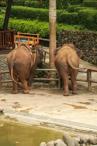 Elefante Sumatra Zoológico Bali Dois Elefantes Estão Curtindo Dia Juntos — Fotografia de Stock