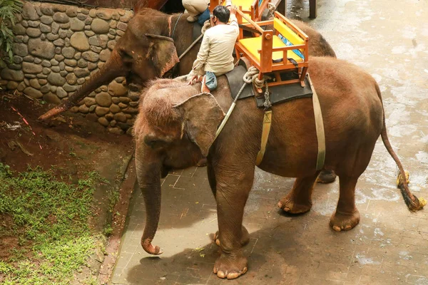 Mann Reitet Elefant Naturpark Bali Zoo — Stockfoto