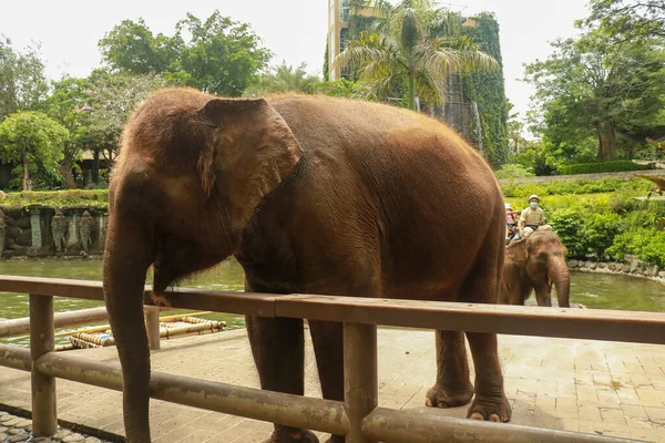 Asiatischer Sumatra Elefant Seitenporträt Nahaufnahme Des Gesichts Auf Bäumen Hintergrund — Stockfoto