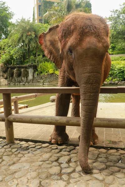 Суматранский Слон Балийском Зоопарке — стоковое фото