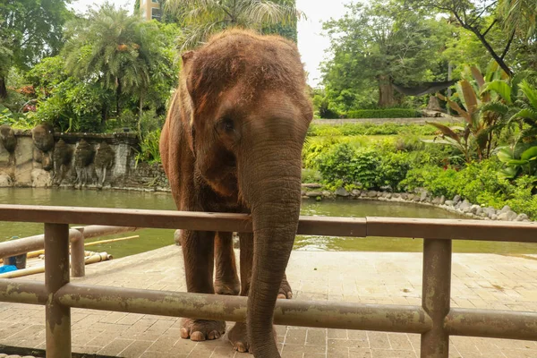 Nahaufnahme Aus Dem Rüssel Eines Asiatischen Elefanten — Stockfoto