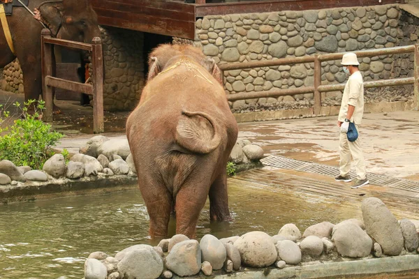 Elefante Con Sus Cuidadores Bali Zoo Indonesia — Foto de Stock
