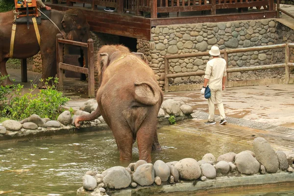 インドネシアのバリ動物園で介護者と象 — ストック写真