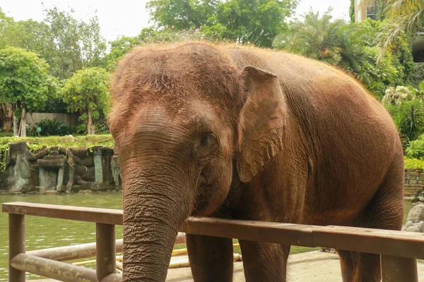 Kritisch gefährdeter Sumatra-Elefant auf Bali, Indonesien — Stockfoto