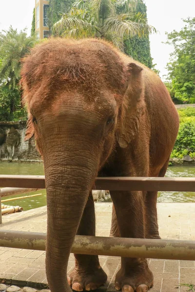 Kritisch gefährdeter Sumatra-Elefant auf Bali, Indonesien — Stockfoto