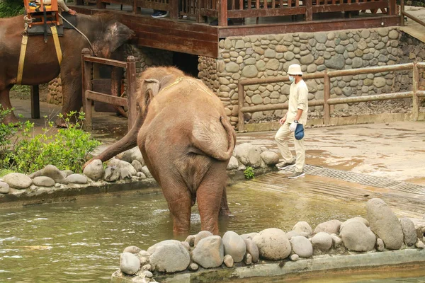 大きな象は緑の草を食べる 象は動物園で草を食べる 象の背景色草を食べる — ストック写真