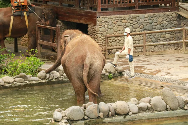 大きな象は緑の草を食べる 象は動物園で草を食べる 象の背景色草を食べる — ストック写真