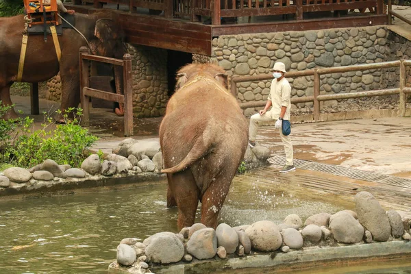 インドネシアのバリ島にある動物園では 若いアジアゾウが水で身をスプレーしています — ストック写真