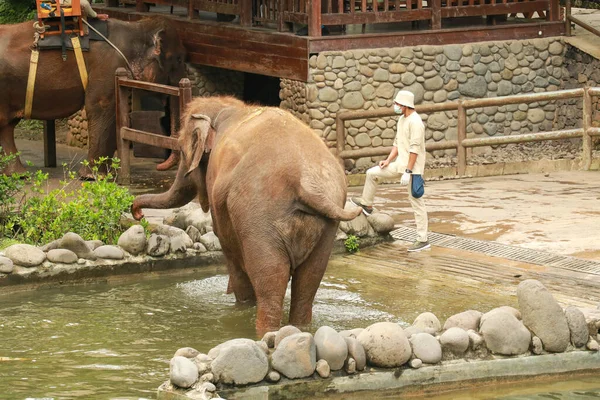 大きな象は緑の草を食べる 象は動物園で草を食べる 象の背景色草を食べる — ストック写真