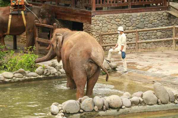 大きな象は緑の草を食べる 象は動物園で草を食べる 象の背景色草を食べる — ストック写真