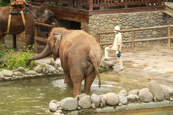 大きな象は緑の草を食べる 象は動物園で草を食べる 象の背景色草を食べる — ストック写真