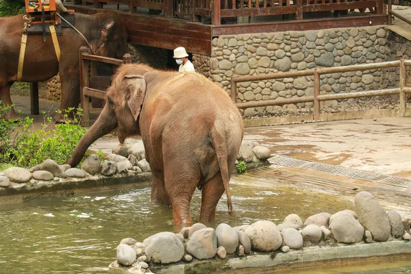 大きな象は緑の草を食べる 象は動物園で草を食べる 象の背景色草を食べる — ストック写真